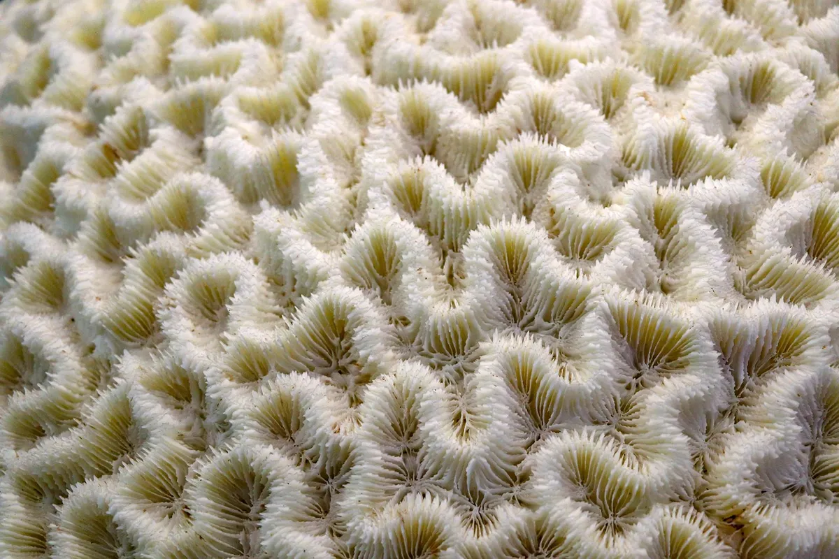 coral, white, specimen, marine, biology, science, natural, environmental protection