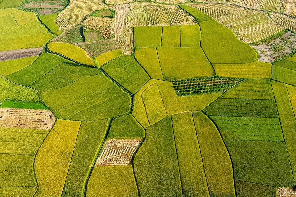 rice fields, agriculture, golden season, the season of ripe rice, lang son, vietnam, travel, destination, scenery, mountainous area, ethnic tay, bac son valley,