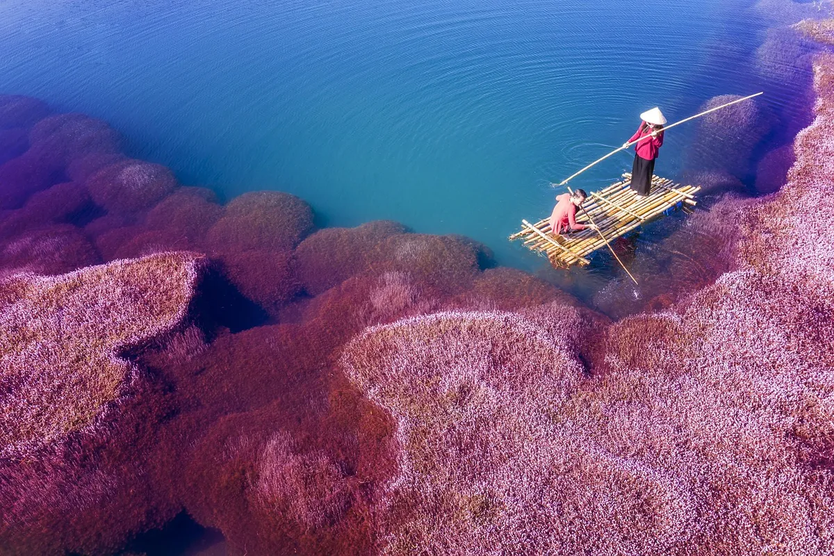 pink algae, pink, algae, fisherman, nature, fishing, lake, bao loc, lam dong, vietnam, boat, water, landscape, sunrise, couple, Vietnam, 2 Bao Loc, Lam Dong