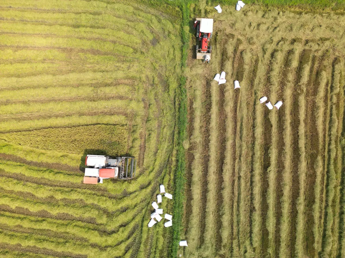 Drone captures modern harvesters working in vibrant green rice fields in Vietnam, showcasing agricultural technology.