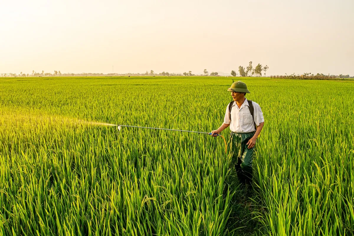 agriculture, wheat, field, green, farming, summer, farm, food, rice, nature, vietnam, farmer