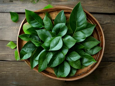 Quelles opportunités d'exportation offre l'agritech au Vietnam ?