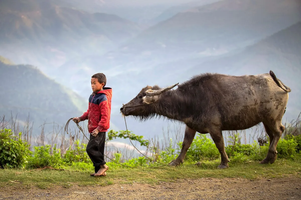 boy, buffalo herder, ha giang, vietnam, kid, child, childhood, nature, water buffalo, animal, rural