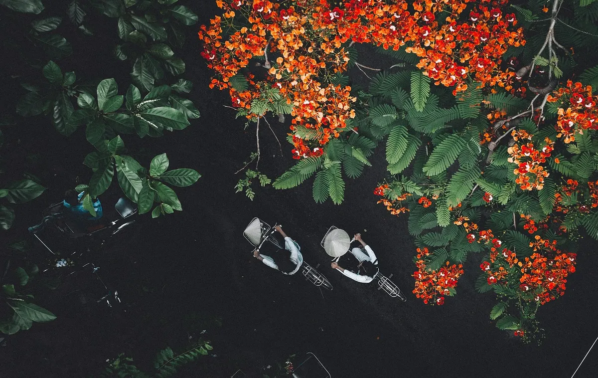 aerial view, trees, beautiful flowers, flower background, cycling, flower wallpaper, students, road, bike riding, biking, girls, transportation, áo dài, summer,