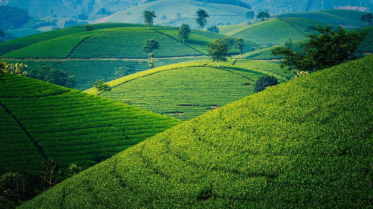 茶、綠色、山、山嶽、樹、景色、越南、东盟、風景、自然、農場、旅遊、越南人、漂亮、原料、隆 Coc、普陀