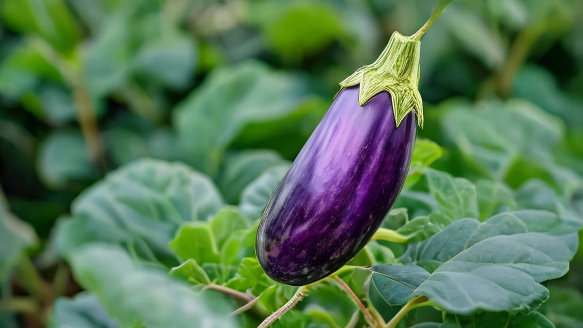 Una tomate crece en la tija de la planta, se ven frutos verdes y violetas