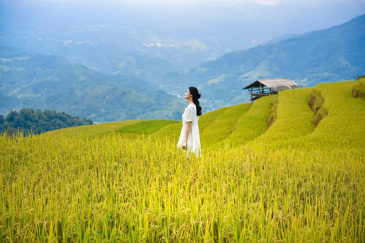 vietnam, lua, nature, rice, hoangsuphi, hagiang, mountain, ruongbacthang, women